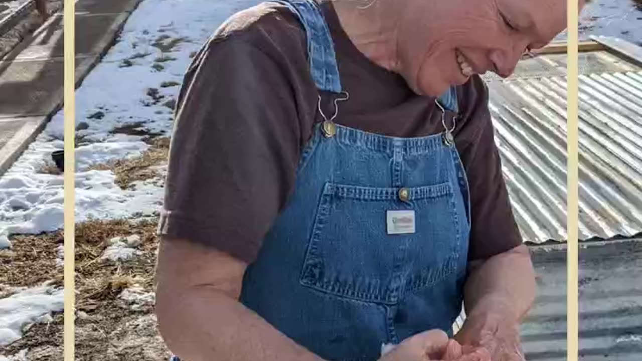 Food Independence - Cornish Cross Chickens