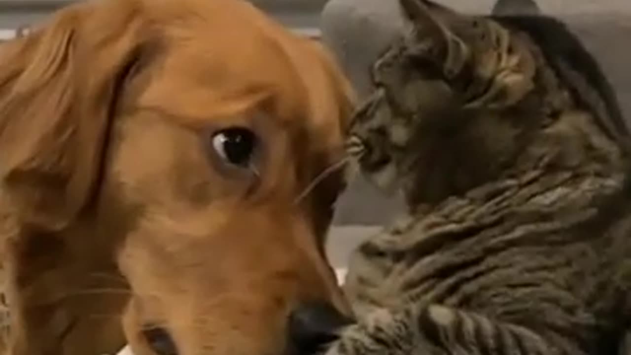 Funny cat and dog