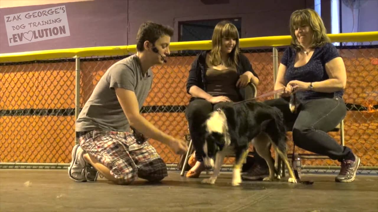 Dog training videos