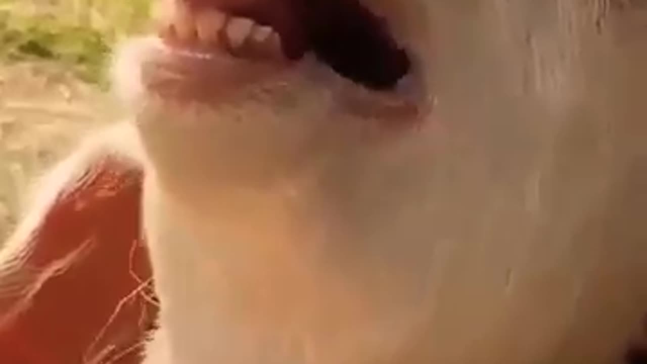 funny goat