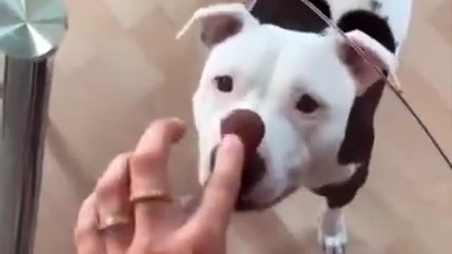 funny videos (Dog get trolled with biscuit)