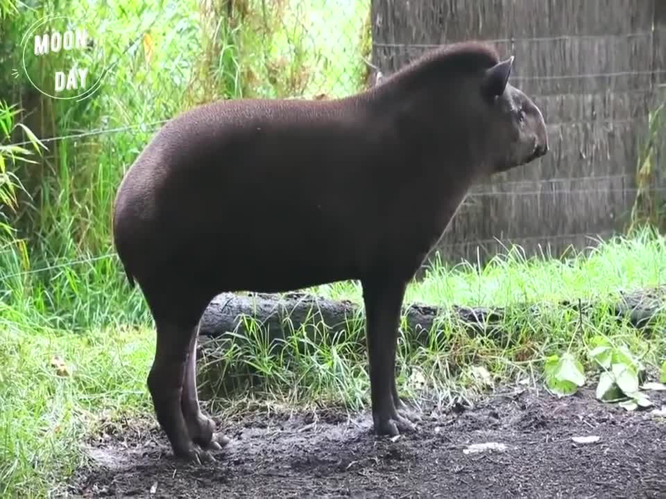 pigs pigs pigs