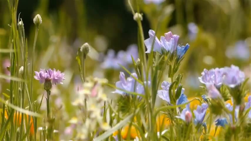 Beautiful flowers