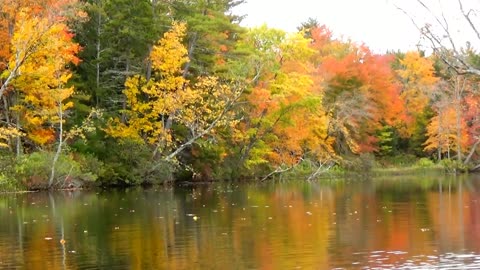 River Foliage