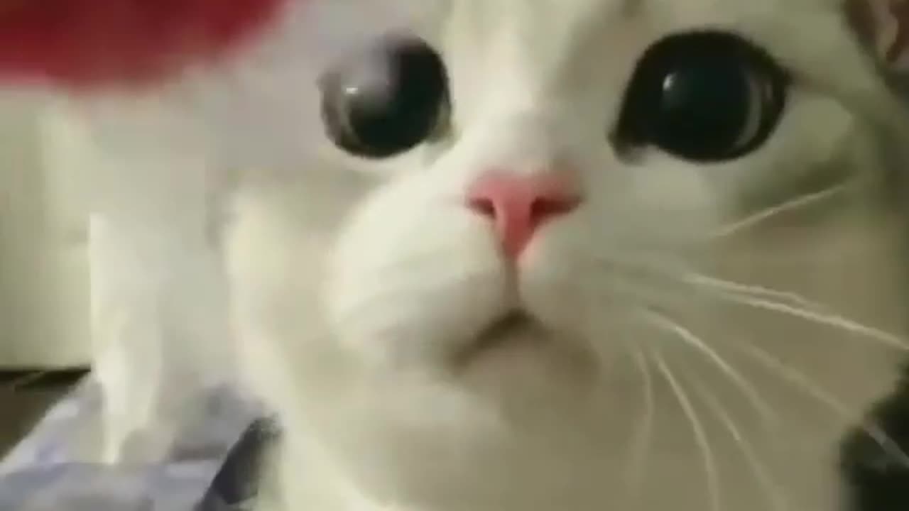 Cat funny moments