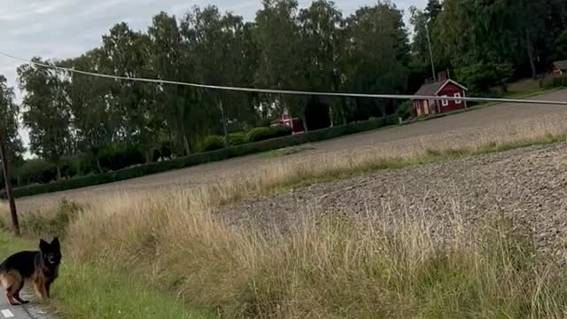 Dog Finds His Owner's Lost Keys