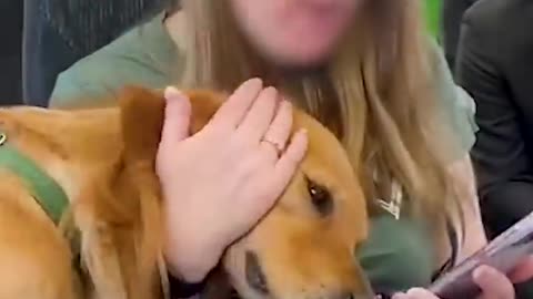 Dog Insists On Saying Hi To Everyone On His Train Rides | The Dodo #thedodoanimals #dodoanimals