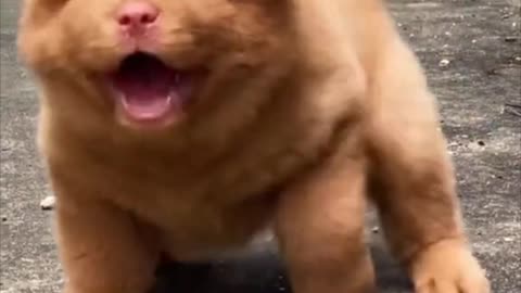 Baby Pets | Cute and Funny Pets | Videos Compilation 💗