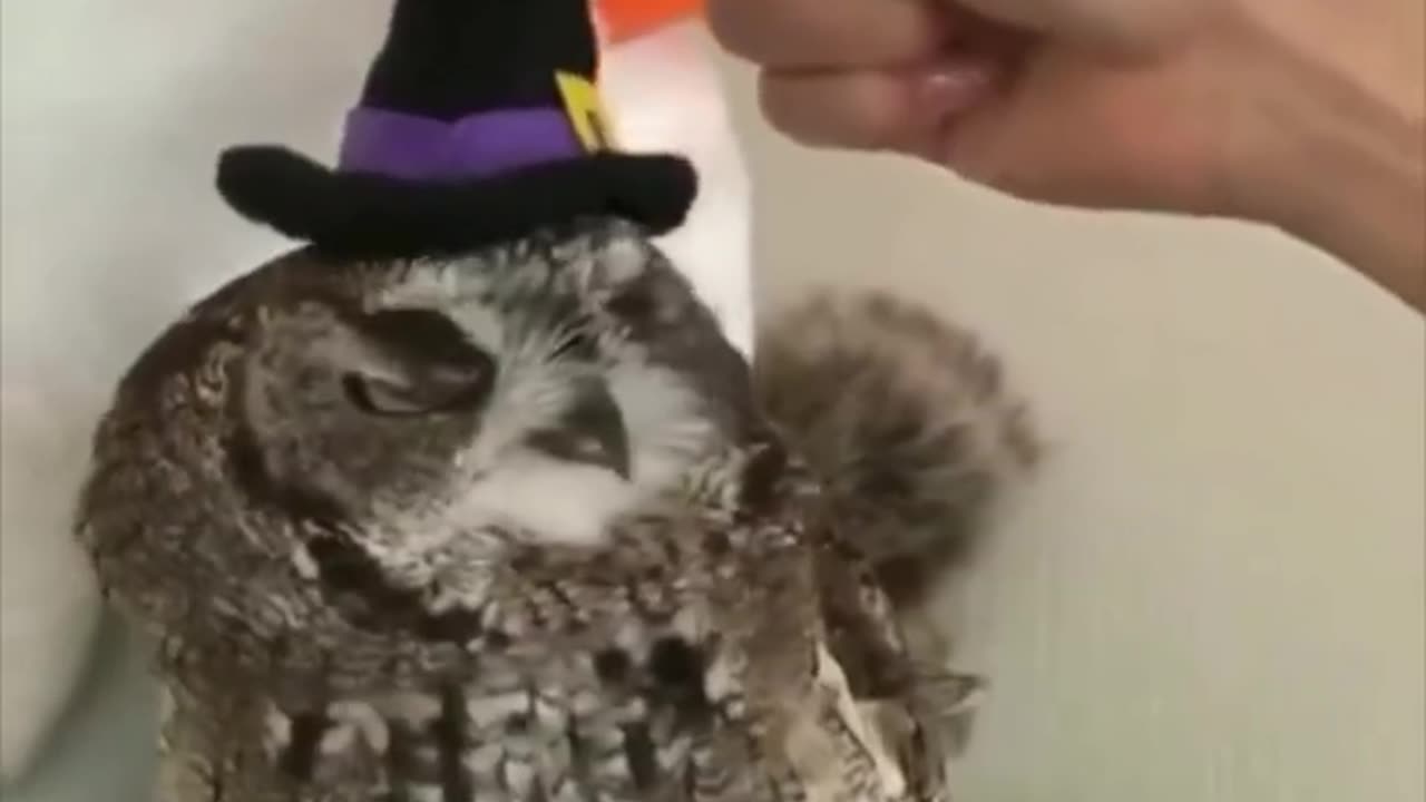 "Baby Owl's Enchanting Halloween Costume: Witchy Feathers & Magical Brew! 🎃🦉"