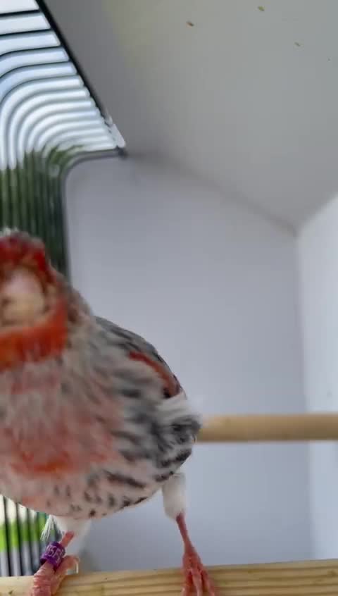 Beautiful bird sounds in the world7