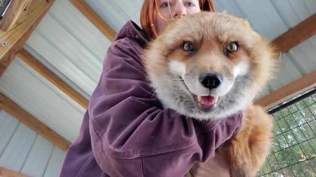Finnegan fox hehe's in his fluffy bed