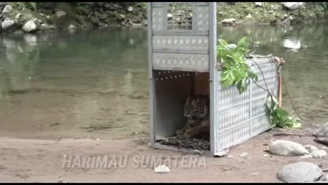 harimau RIMBA