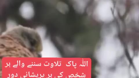 Recitation of Holy Quran