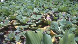 Filmando as plantas do lago no jardim botânico, há peixes vivendo lá [Nature & Animals]