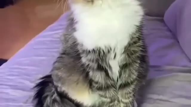 Funniest Cats 😽 And Dogs 🐶 - Try Not To Laugh - Funny Pet - Animals' life 🥳🥰