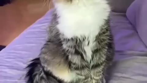 Funniest Cats 😽 And Dogs 🐶 - Try Not To Laugh - Funny Pet - Animals' life 🥳🥰