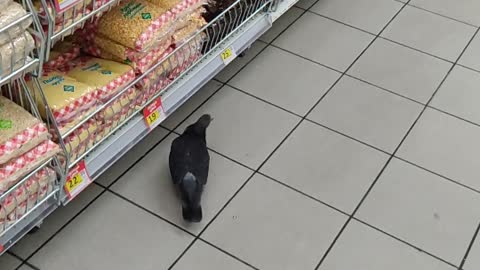 Pigeon in the supermarket
