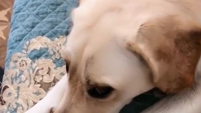 Dog Theater