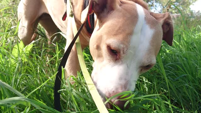 Dog eating grass