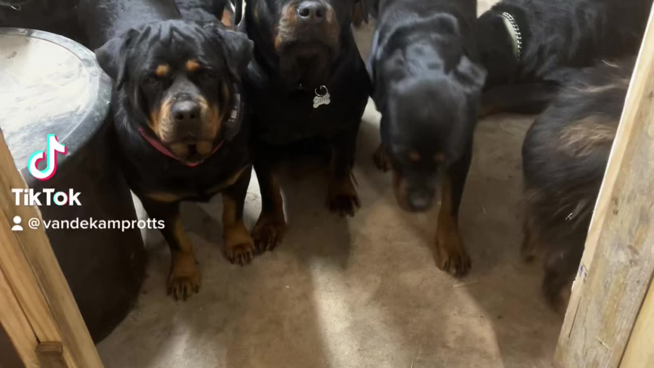 Rottweiler R Us🥰