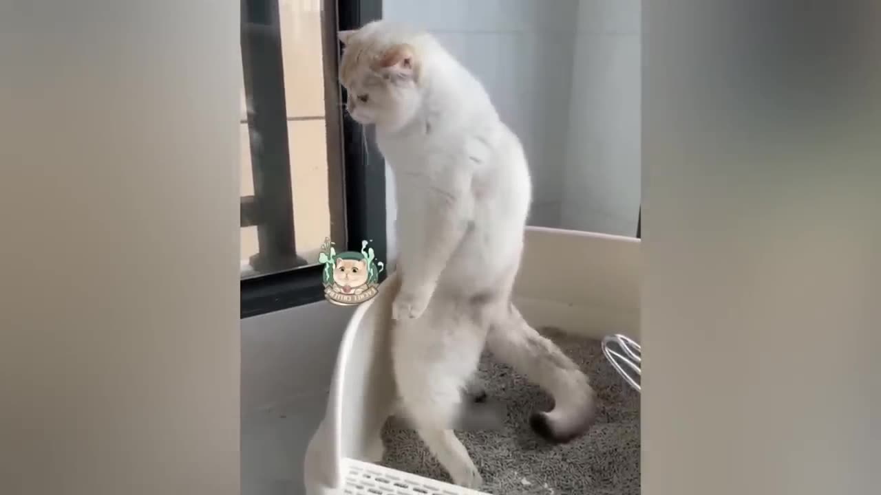 cute cat