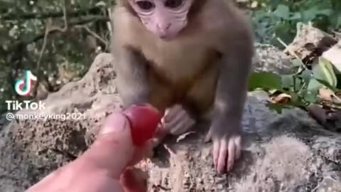 "Adorable overload: Witness the cuteness of this little furball! 🐾😍 #BabyAnimalLove"