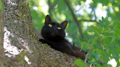 cute cats