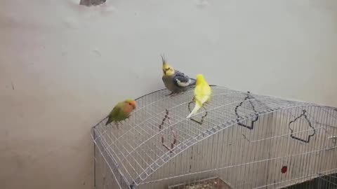 My birds friends