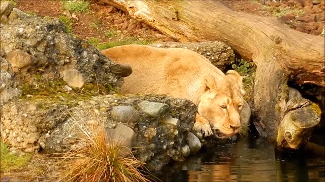 Drinking lion