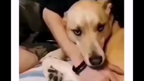 Mystery: Can Dogs Really Feel Jealousy? Curious Dog Behavior Revealed!