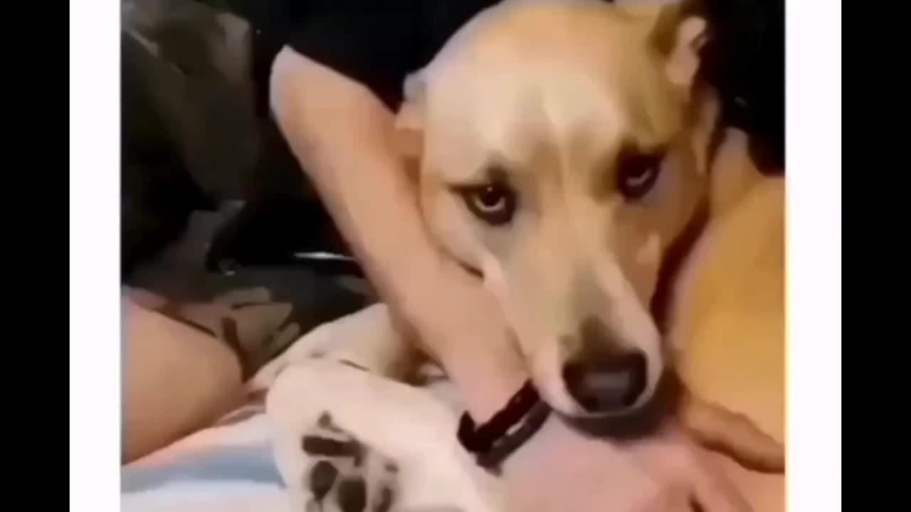 Mystery: Can Dogs Really Feel Jealousy? Curious Dog Behavior Revealed!