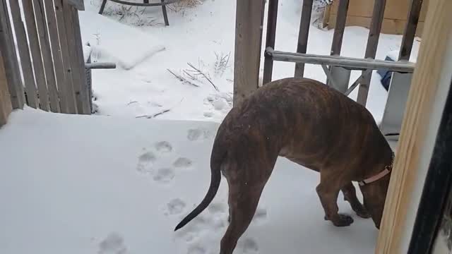 Dog needs to poop but says no to snow