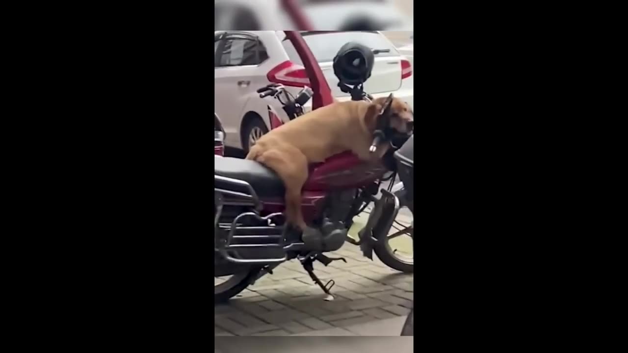 Funniest Animals 2023 😂 New Funny Cats and Dogs Videos 😻🐶 Part 1