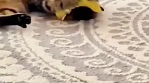 Cat vs Banana Split: The Ultimate Showdown! 🍌😺 #CatVsBananaSplit #FunnyPets