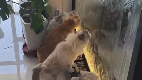 Funny & Cute Cats and Dogs 🥰🥰 #cats #dogs #reels #shorts #viral #pets #redfoxfolder