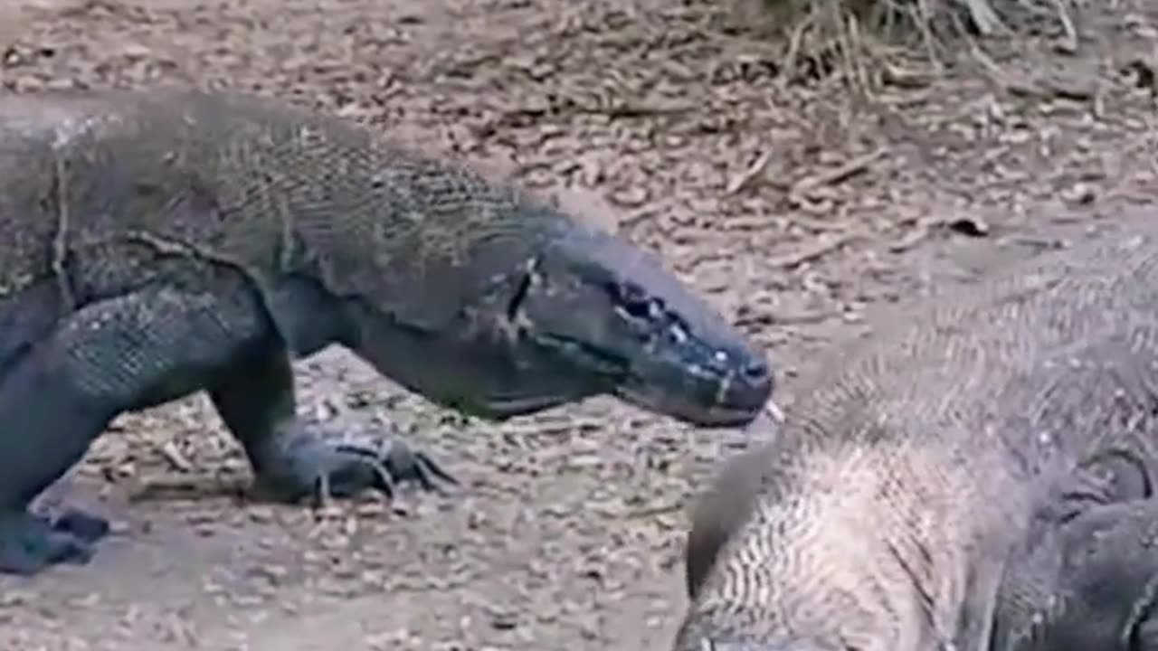 Comodo Dragon crunch a head