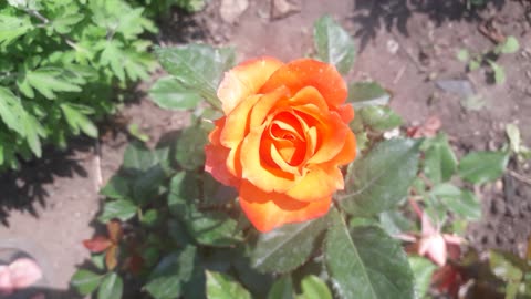 Bright red rose
