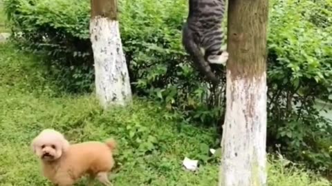 Funny Animal Video | funny videos | #funnyanimal