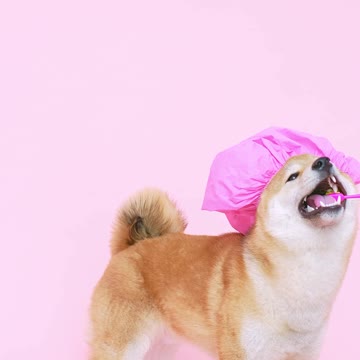 Akita cleaning his teeth - Can your dog do this?