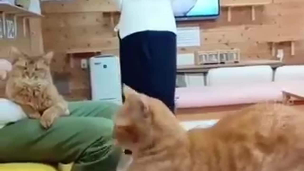 Funny 😂 🐈 cat you can't ignore it! Must watch!