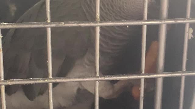 Cole and punda take me to lunch.