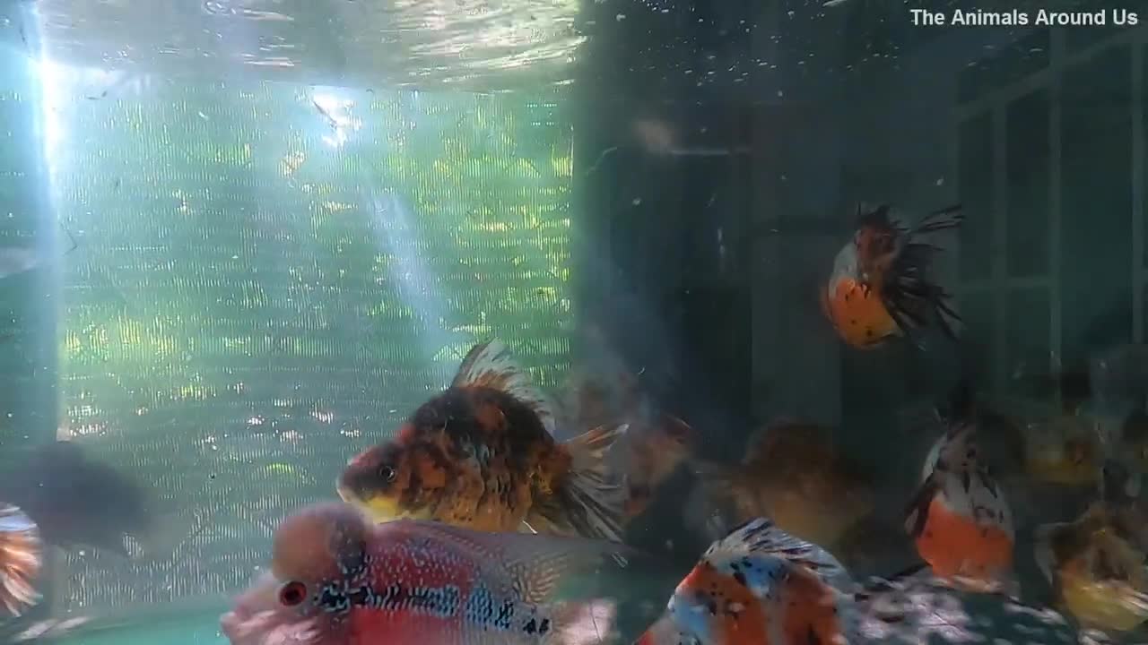 Goldfish Flowerhorn Fish Cute animals Videos