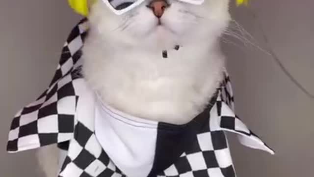 Beautiful style Funny Cats Video Compilation