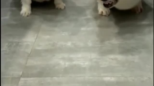 Super Funny Dog Videos #1