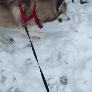 Husky playing in the snow