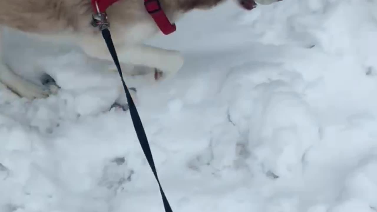 Husky playing in the snow