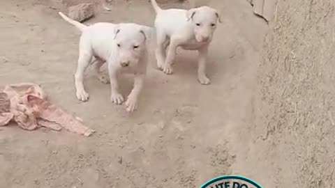 Dog Puppies 🐕 Video