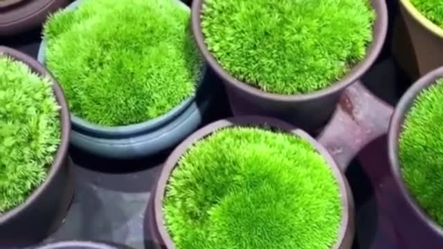 It makes me happy to see these plants