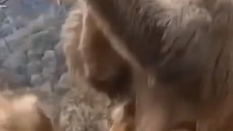 🤣Hilarious Monkey Drunken 🤣