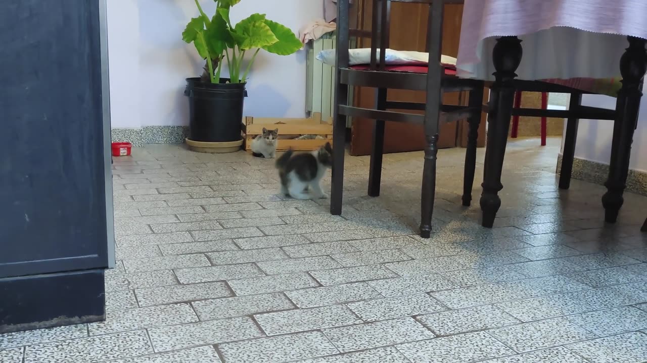 Kittens Explore Their New Home